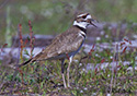 Charadrius vociferus